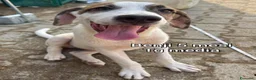Meticcio cani in regalo: CUCCIOLI ABBANDONATI: URGENTE  a Città Metropolitana di Torino - Annuncio 7