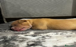 American Bully cani in vendita: Cuccioli di american Bully pocket  - Annuncio 3