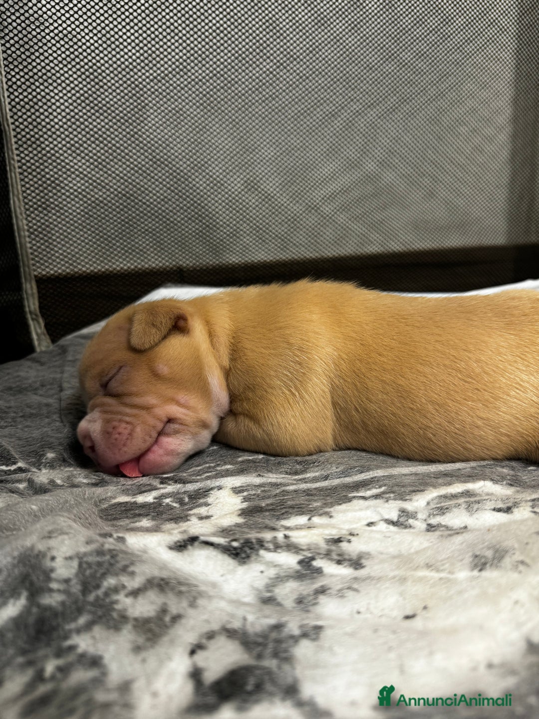 American Bully cani in vendita: Cuccioli di american Bully pocket  - Annuncio 3