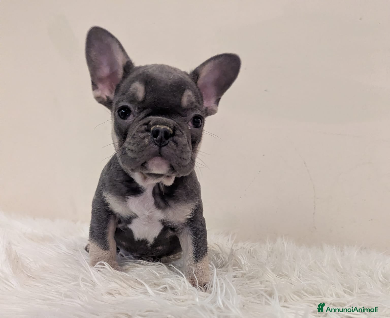 Bulldog Francese cani Bulldog francese blu and tan - Annuncio 1