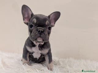 Bulldog Francese cani Bulldog francese blu and tan - Annuncio 1