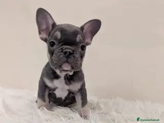 Bulldog Francese cani Bulldog francese blu and tan - Annuncio 5