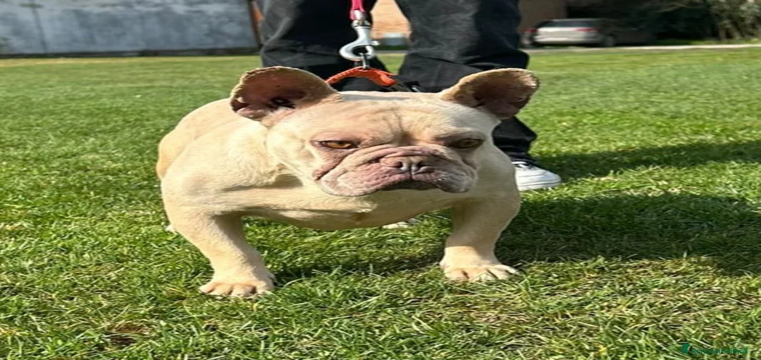 Immagine della galleria {{count}}