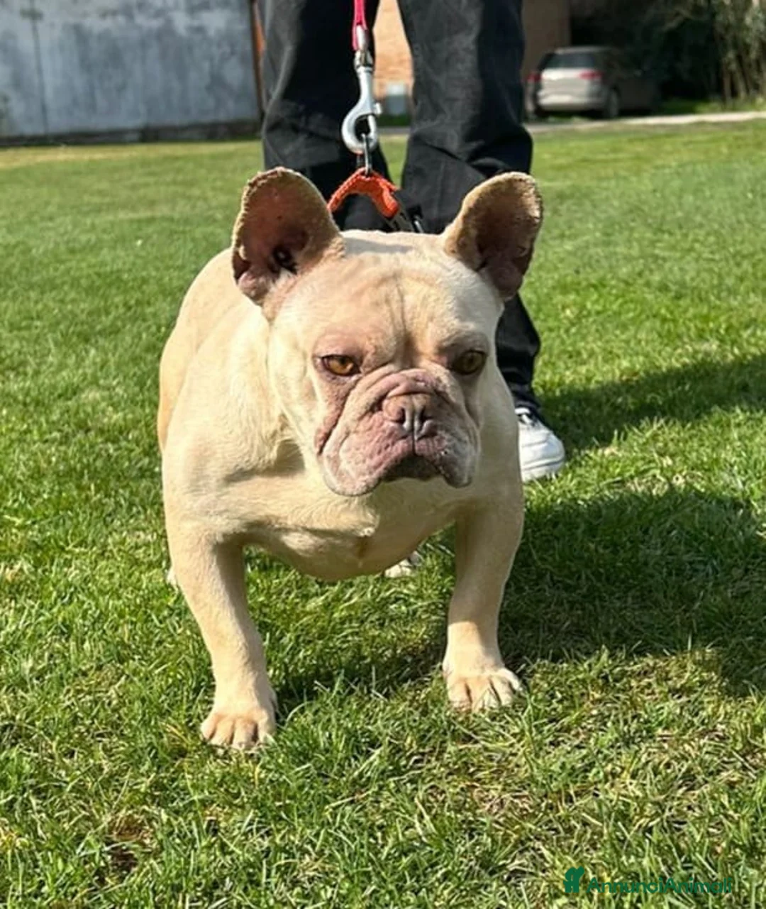 Immagine della galleria {{count}}