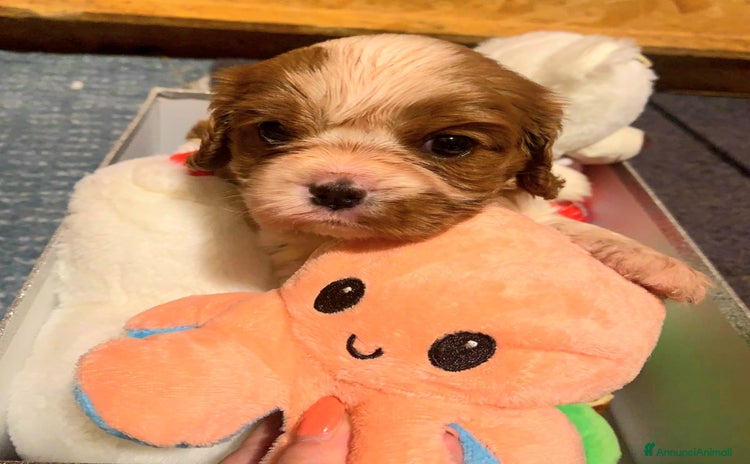 Cavalier King cani a Provincia di Salerno - Annuncio 5