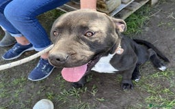 Pitbull cani in regalo: Magico Tyson a Provincia di Latina - Immagine 8