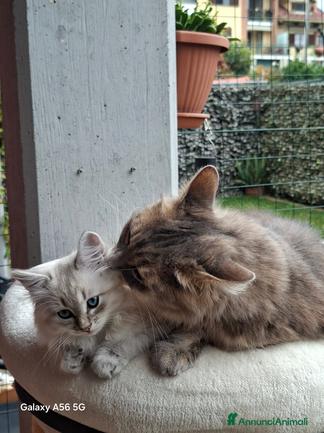 Siberiano gatti in vendita: Cuccioli gatto siberiano - Annuncio 4
