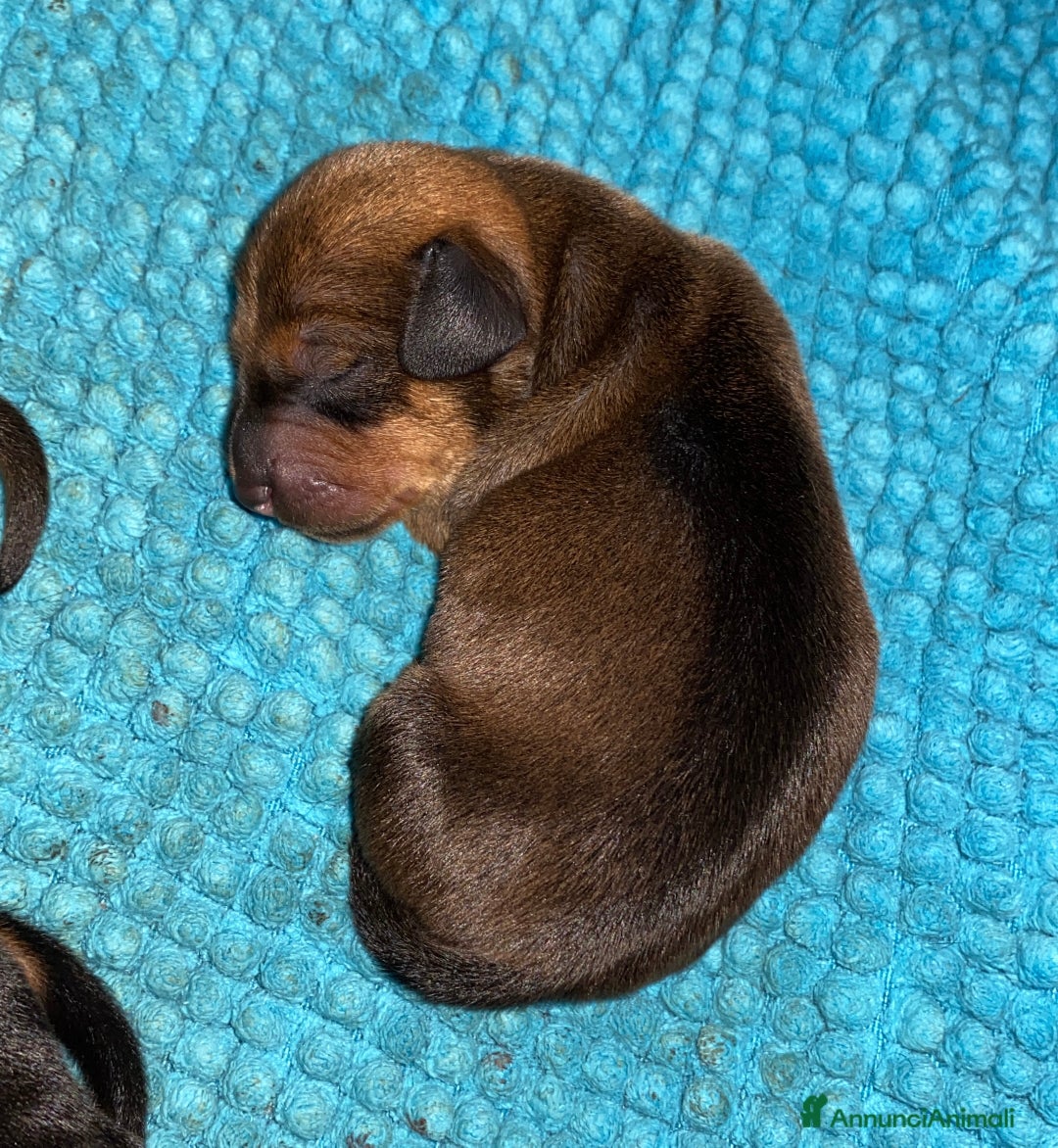 Bassotto cani in vendita: Bassotto tedesco - Annuncio 7