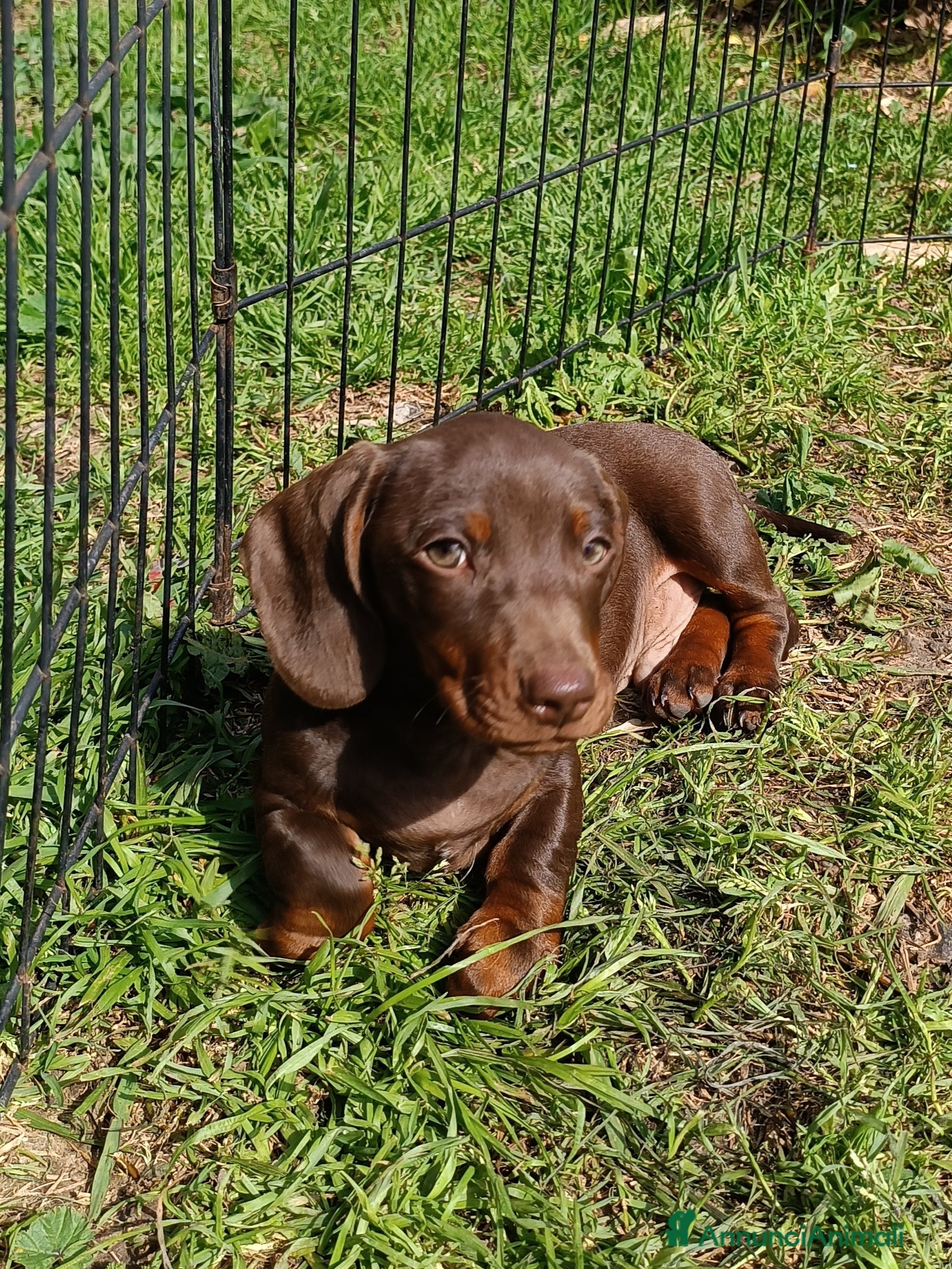 Bassotto cani Bassottini cioccolato.  - Annuncio 17