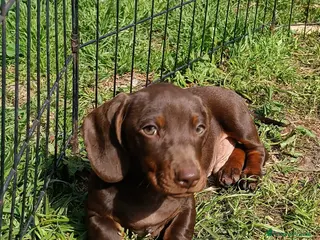 Bassotto cani Bassottini cioccolato. - Annuncio 2