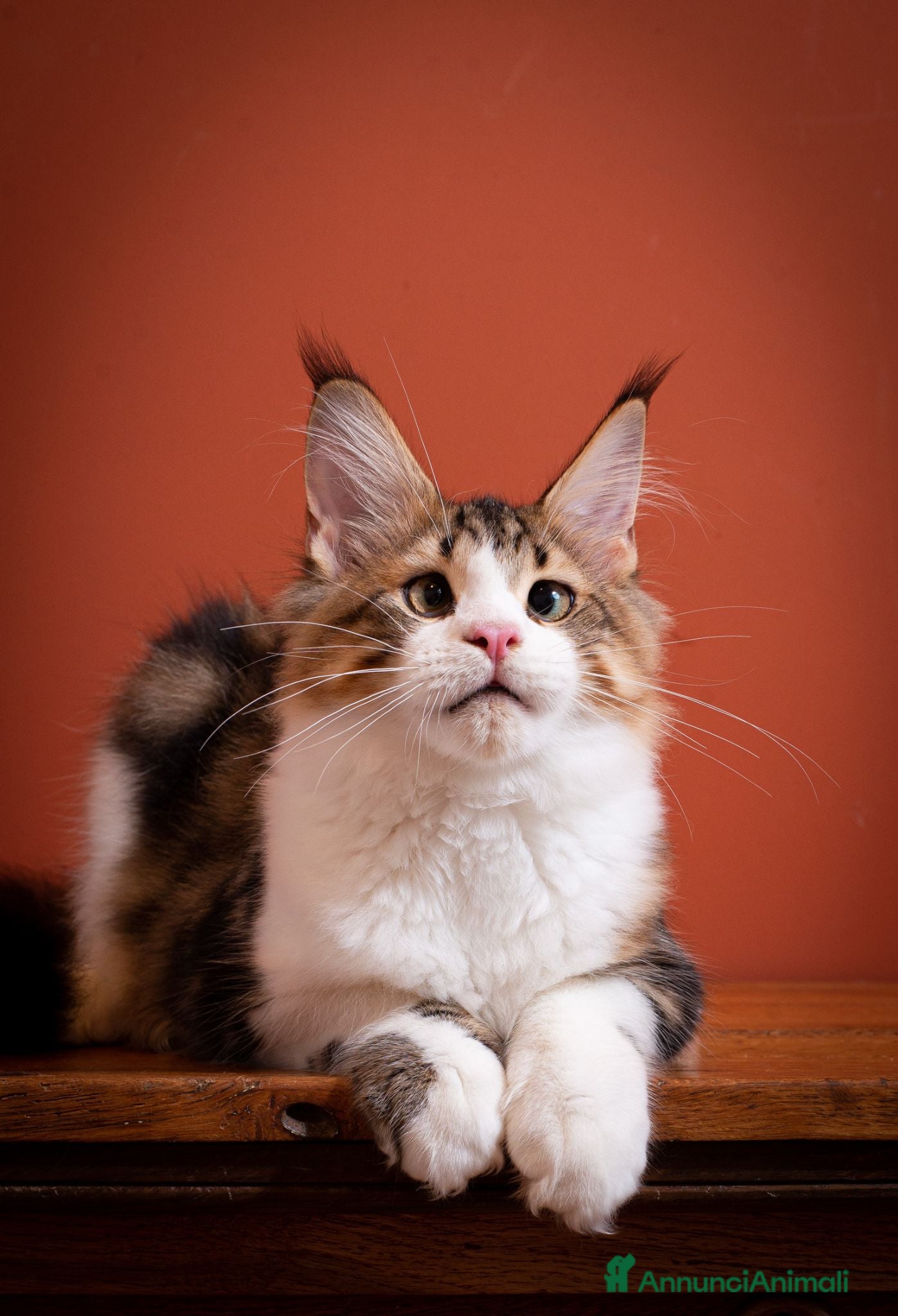 Maine Coon gatti Gattino perfetto dall'alevamento Mainemarie - Annuncio 13