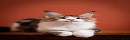 Maine Coon gatti in vendita: Gattino perfetto dall'alevamento Mainemarie - Annuncio 1