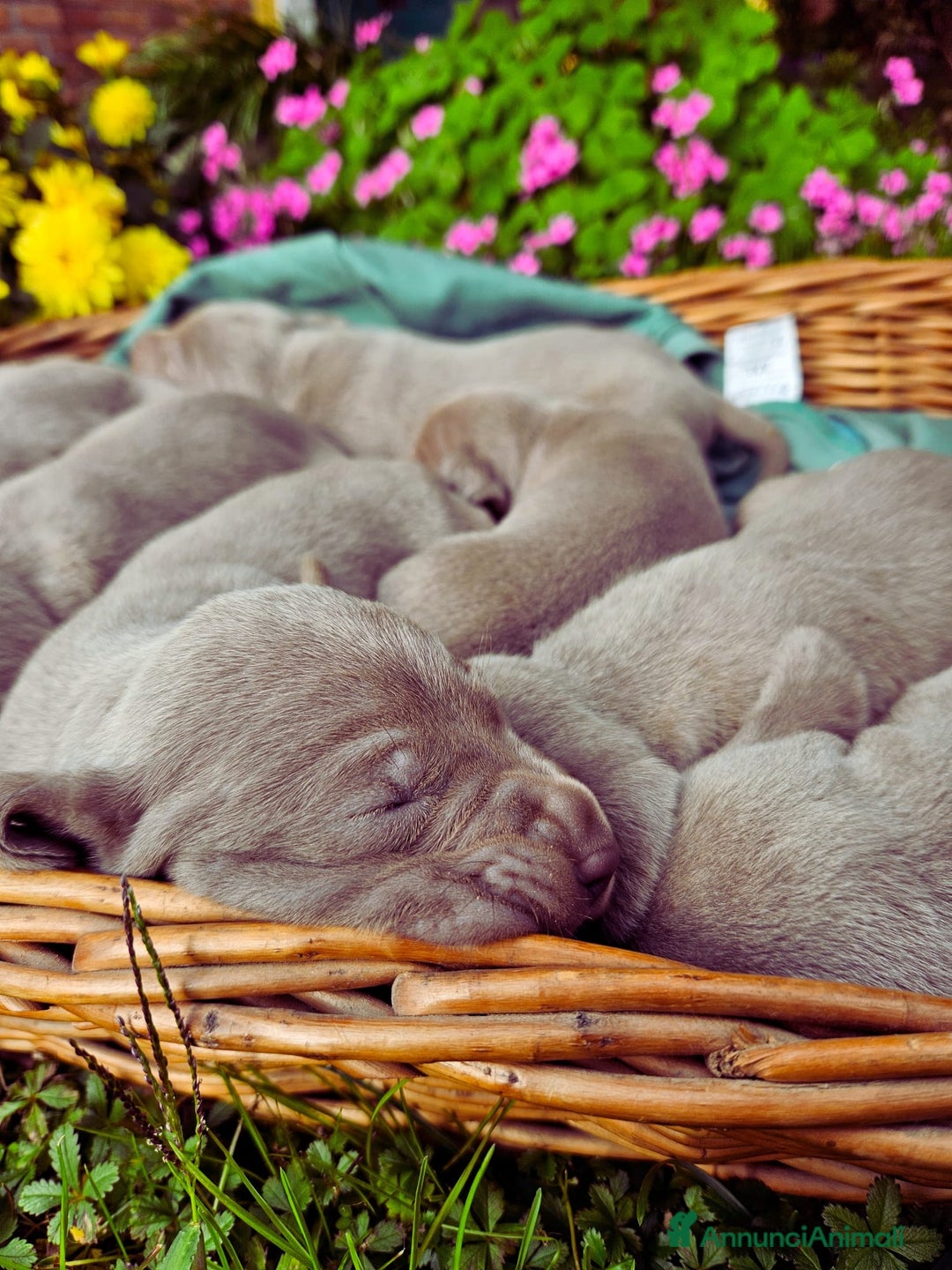 Weimaraner cani in vendita: Cuccioli di Weimaraner  - Annuncio 3
