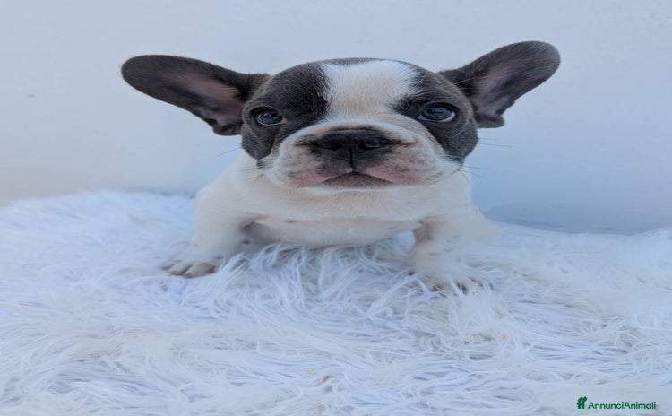 Bulldog Francese cani a Provincia di Vicenza - Annuncio 3