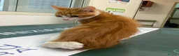Meticcio gatti in regalo: Gattini e mamma gatta  - Annuncio 2