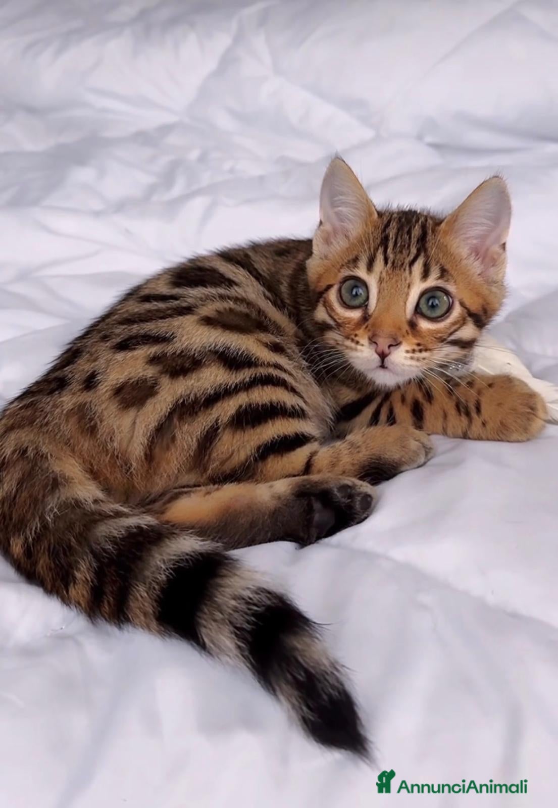 Bengala gatti Splendidi cuccioli di bengala  - Annuncio 11