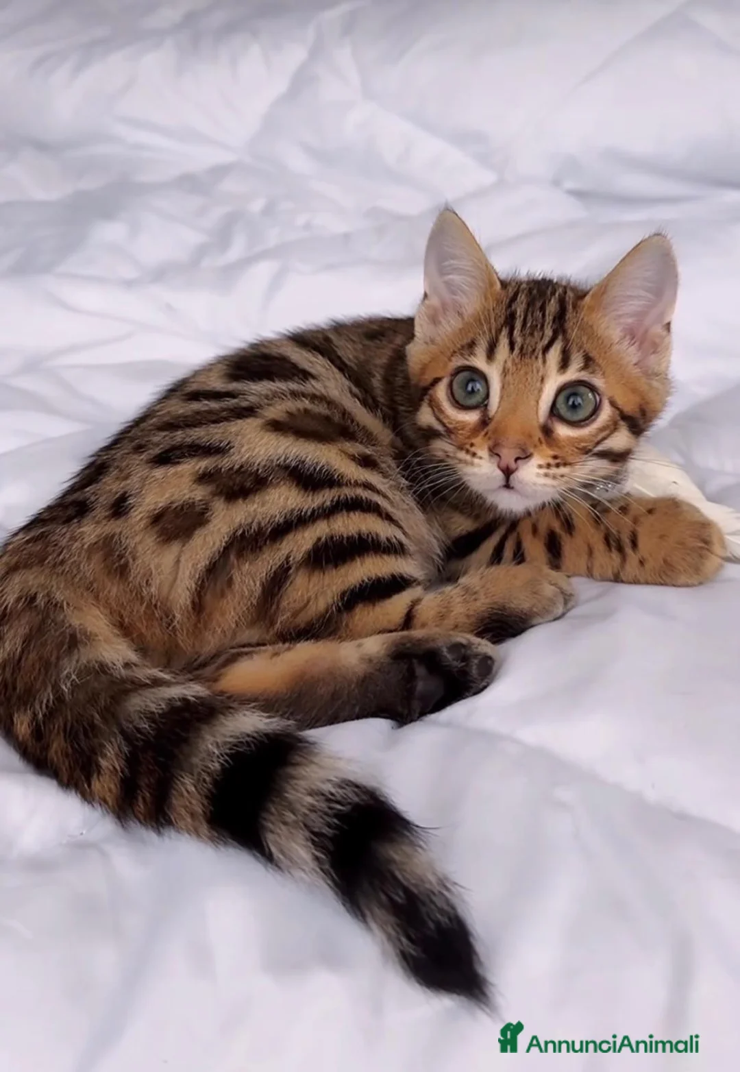 Bengala gatti in vendita: Splendidi cuccioli di bengala  - Annuncio 1