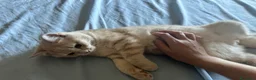 Scottish gatti in vendita: Cuccioli Scottish Straight - Annuncio 8