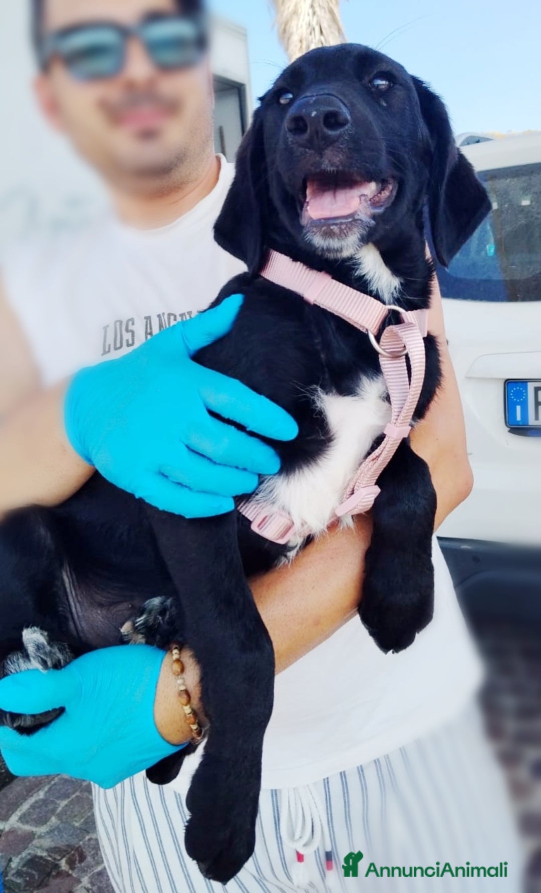 Meticcio cani in regalo: Giusy, cucciolona dolcissima e affettuosissima a Provincia di Modena - Immagine 6