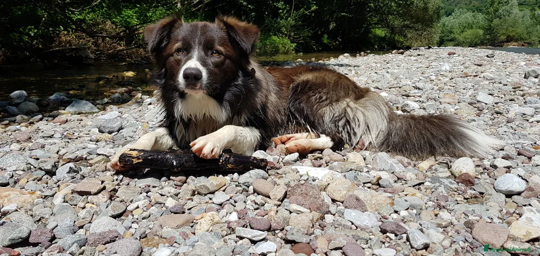 Immagine della galleria {{count}}