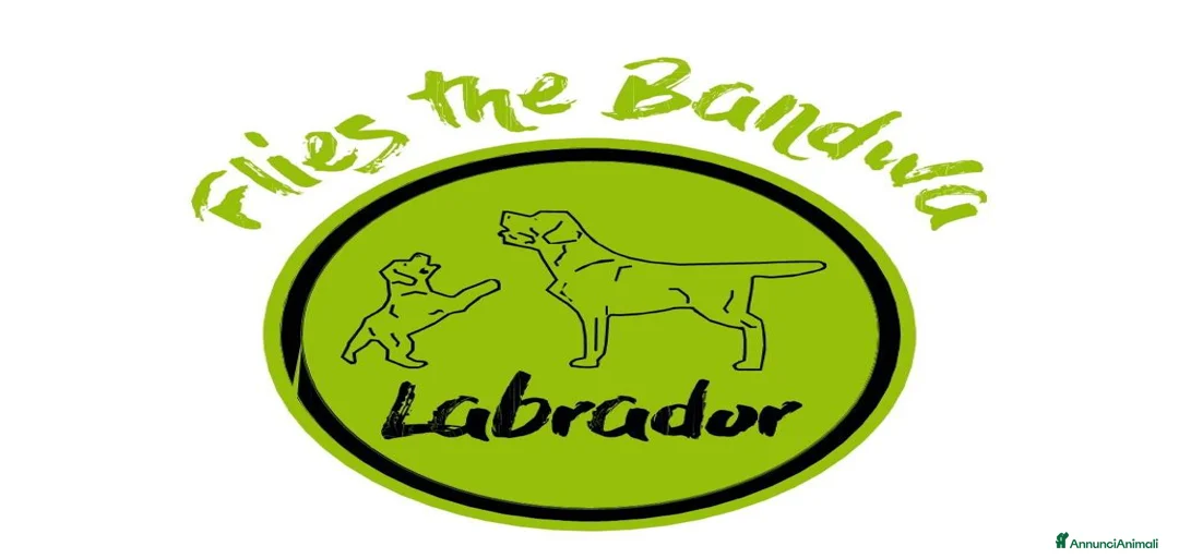 Immagine della galleria {{count}}