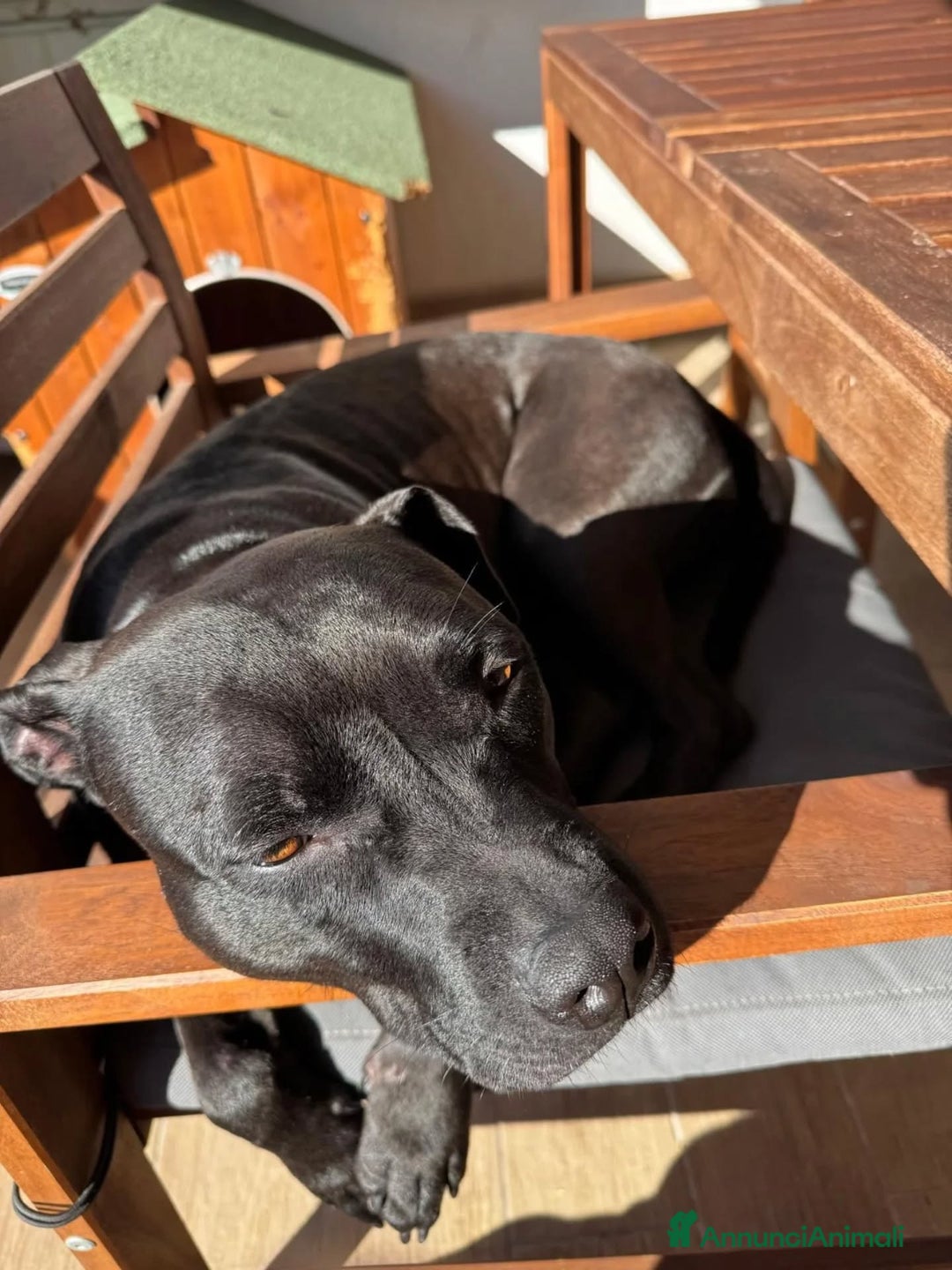 American Staffordshire cani in regalo: SPARTA american pitbull terrier 4 anni in adozione - Annuncio 5