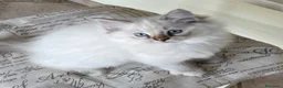 Ragdoll gatti in vendita: Cuccioli Ragdoll con pedigree  - Annuncio 3