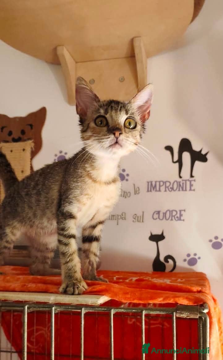 Meticcio gatti Aria, neanche 3 mesi, trovata in strada  - Annuncio 12
