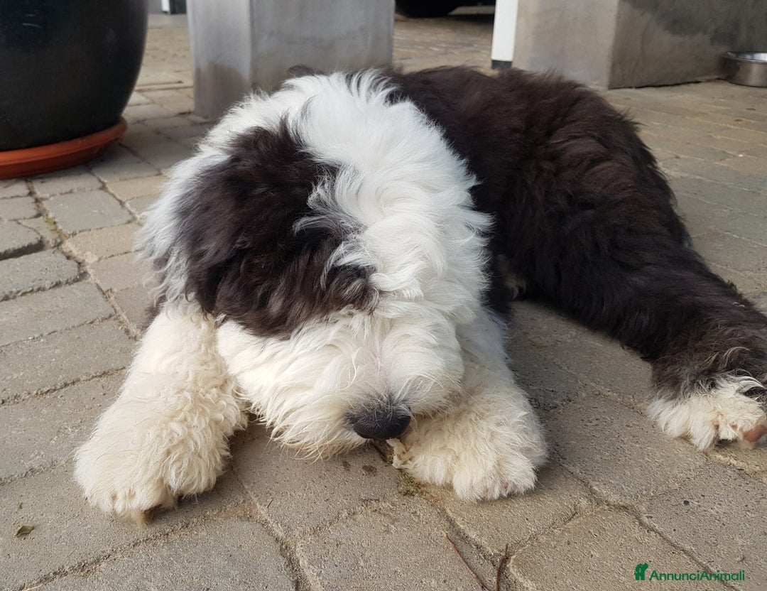 Bobtail cani in vendita: Cuccioli Bobtail - Annuncio 6
