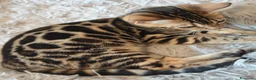 Bengala gatti in vendita: Cuccioli gattini del Bengala - Annuncio 4