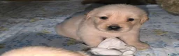 Golden Retriever cani in vendita:  Golden retriever pedigree ENCI 90% americani  - Annuncio 5