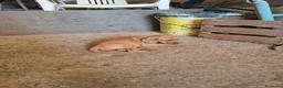 Segugio cani in vendita: Cucciolata Segugi italiani a Provincia di Asti - Annuncio 7