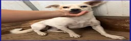 Meticcio cani in regalo: GIOIA giovane timidina - 8kg a Città metropolitana di Milano - Annuncio 4