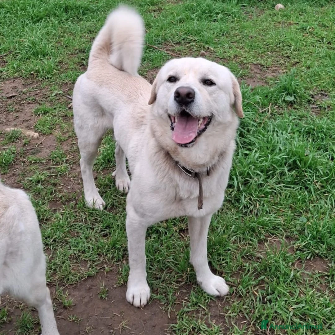 Meticcio cani in regalo: WATSON 💙 - insieme a SHERLOCK cerca una casa 🥺 a Provincia di Lecco - Annuncio 2