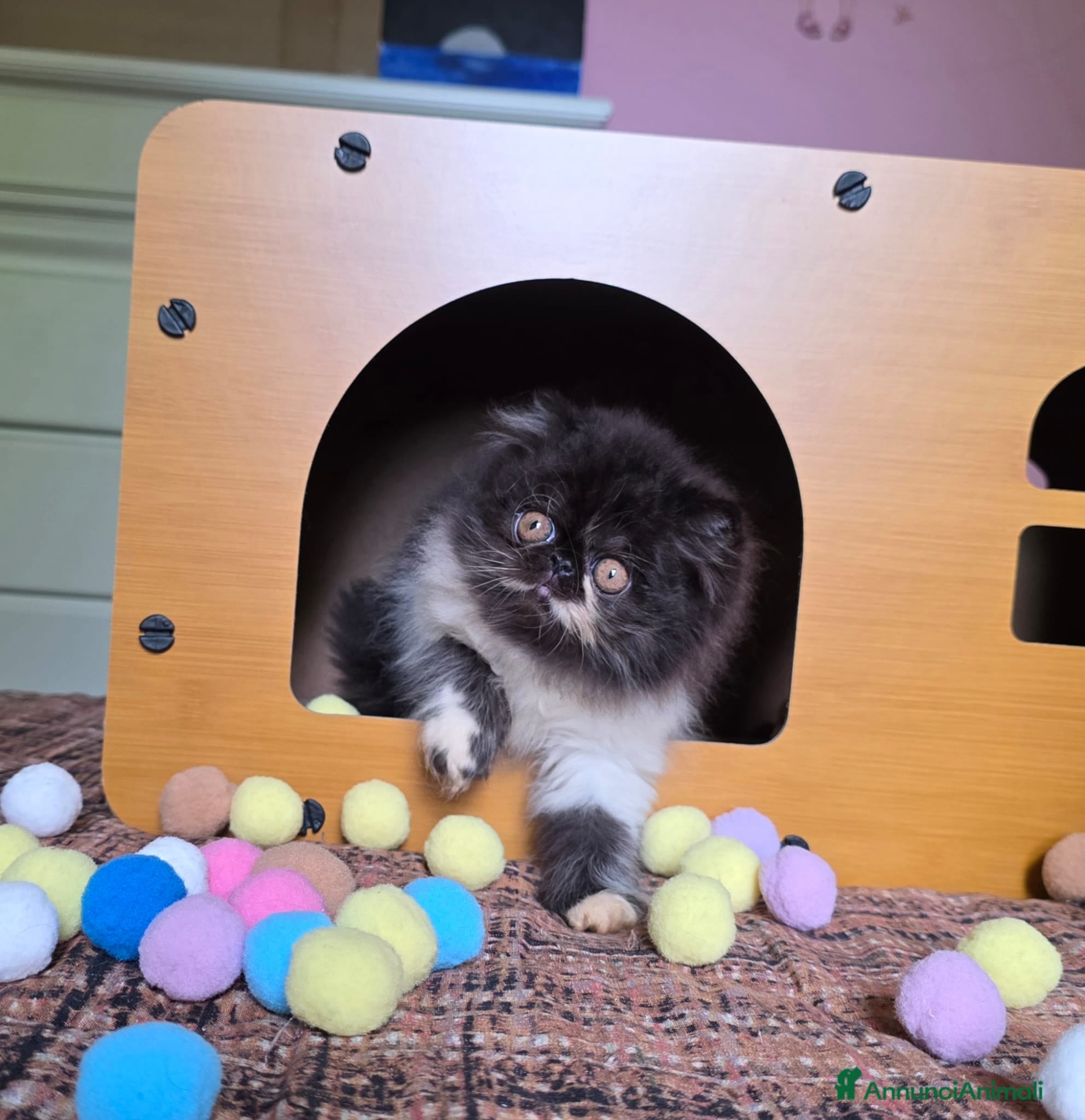 Persiano gatti Cuccioli persiani  - Annuncio 2