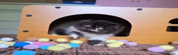 Persiano gatti in vendita: Cuccioli persiani  - Annuncio 1