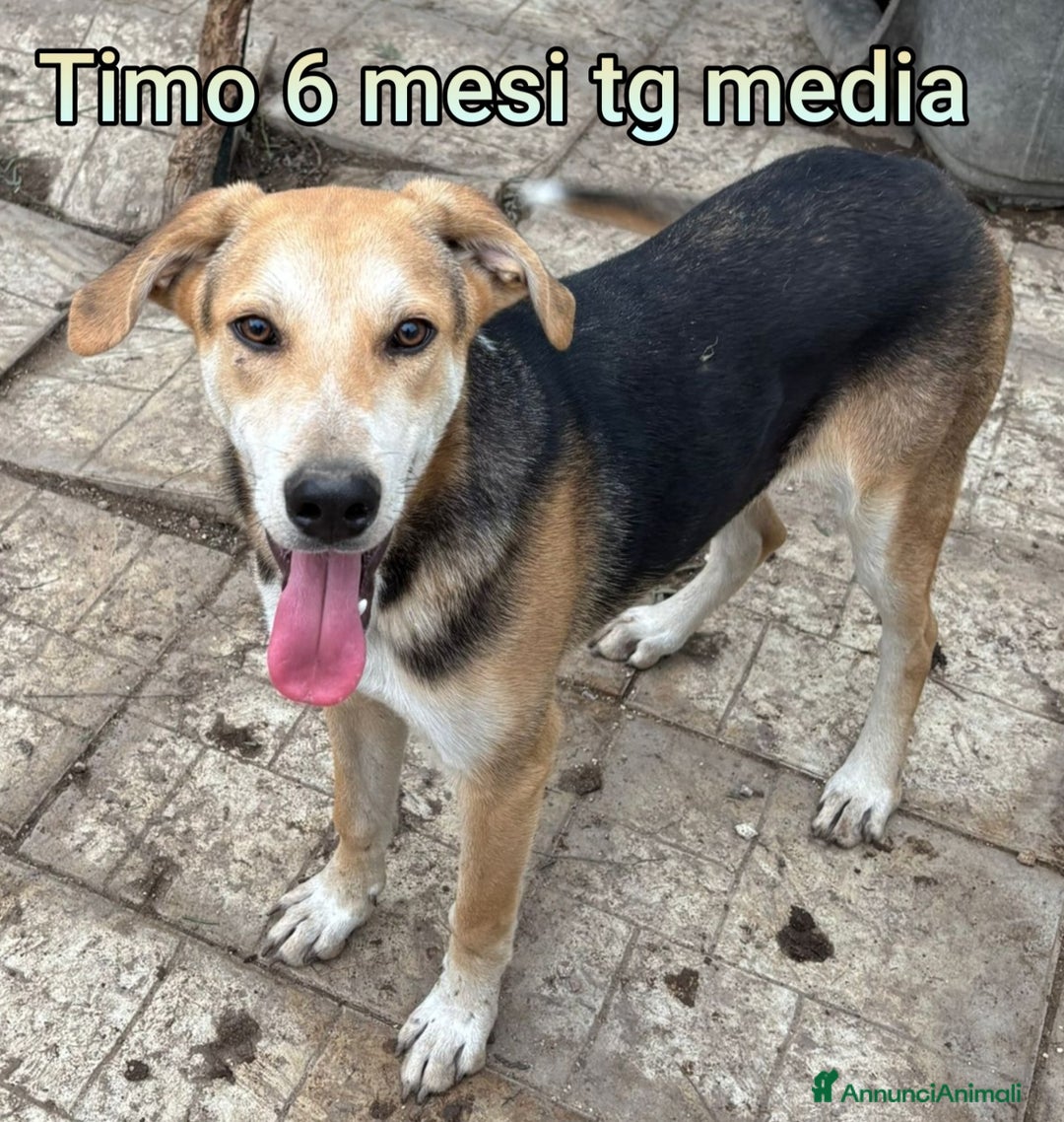 Meticcio cani in regalo: CUCCIOLI SOLI ED ESCLUSI DA TUTTI  - Annuncio 2