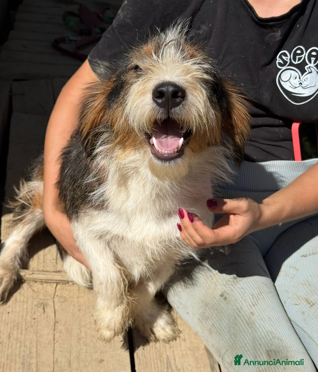 Meticcio cani in regalo: SPANK, pelosone super coccolone! - Annuncio 4