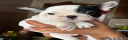 Bulldog Francese cani in vendita: Cuccioli di bulldog Francesce  a Provincia di Campobasso - Annuncio 17