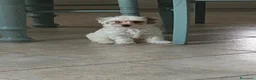 Maltipoo cani in vendita: Maltipoo  - Annuncio 2