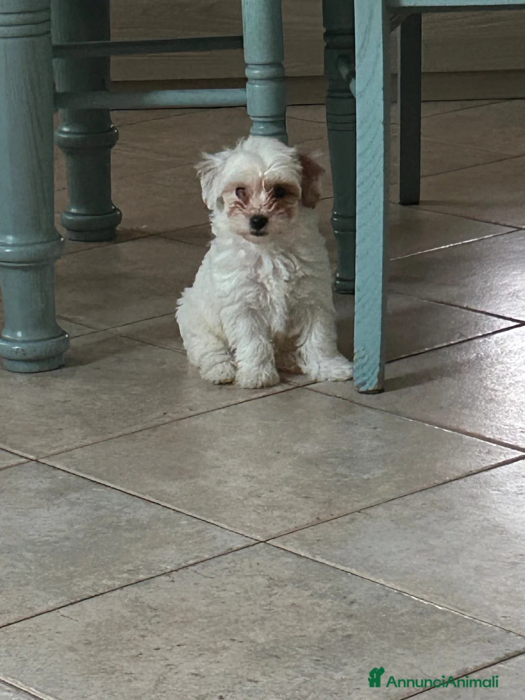 Maltipoo cani in vendita: Maltipoo  - Annuncio 2