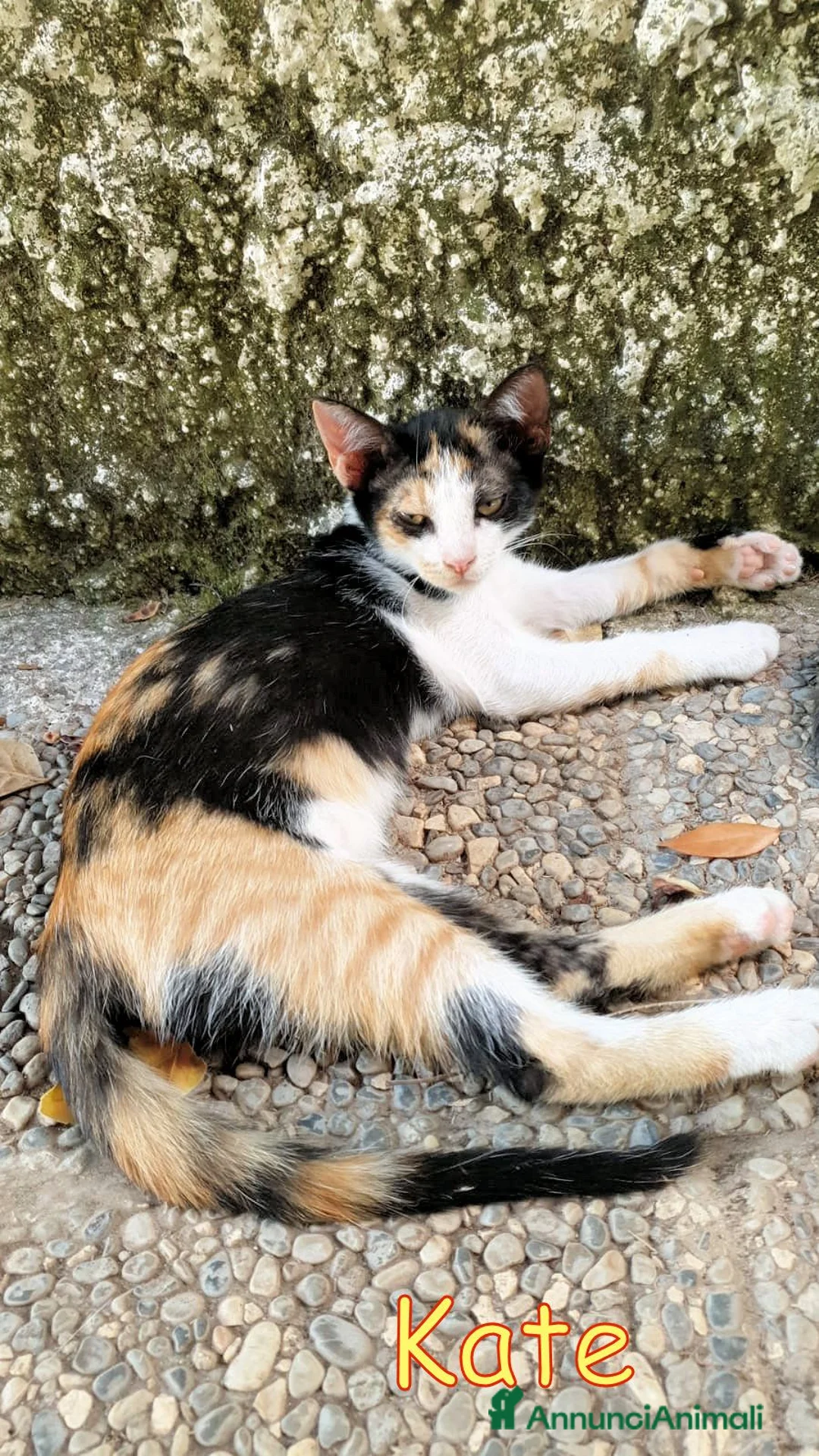 Europeo gatti in regalo: KATE PRINCIPESSA MANCATA - Annuncio 2