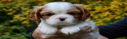 Cavalier King cani in vendita: Bellissimo cucciolo di Cavalier  - Annuncio 6