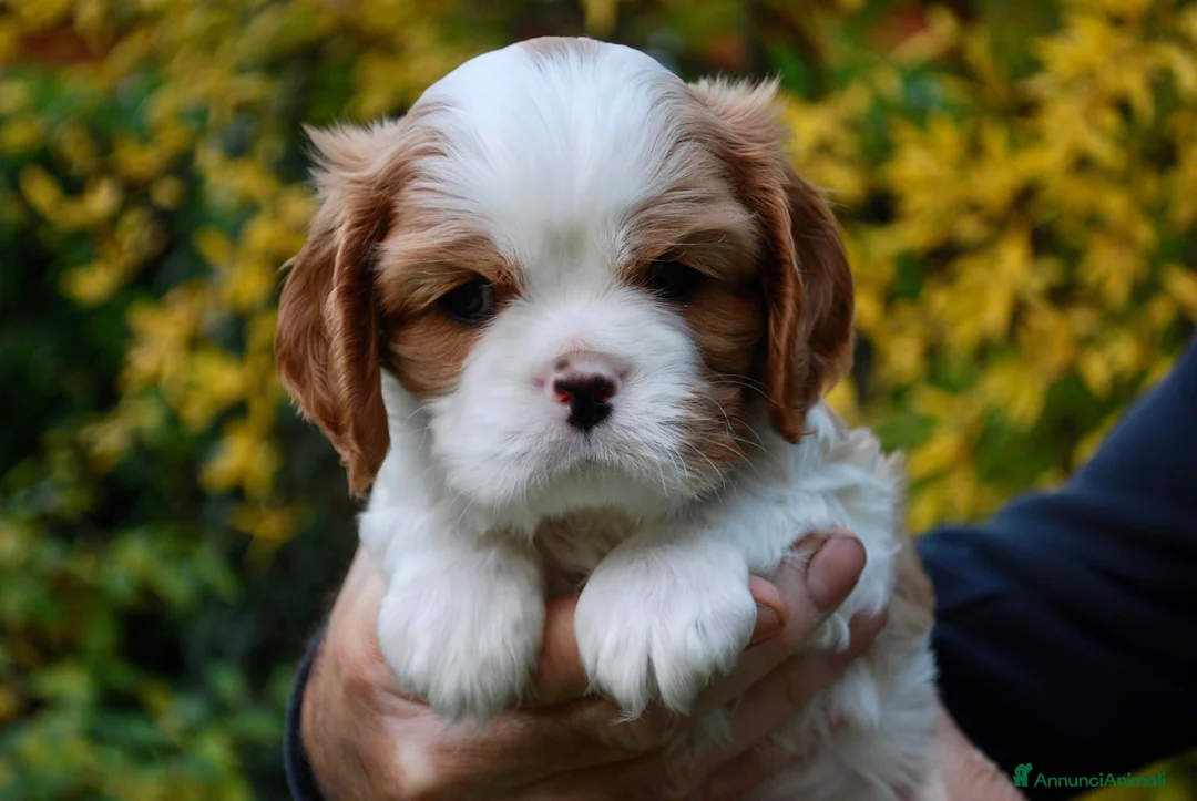 Cavalier King cani in vendita: Bellissimo cucciolo di Cavalier  - Annuncio 6