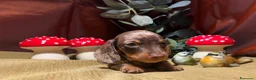 Bassotto cani in vendita: Cuccioli bassotti tedesco kaninchen e nano - Annuncio 11