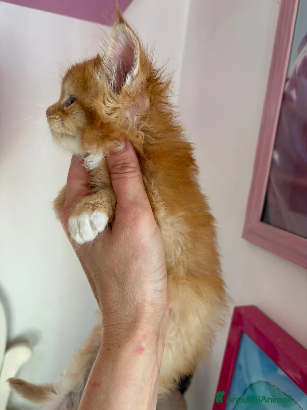 Maine Coon gatti in vendita: Maschietto nato 06/01/26 - Annuncio 3