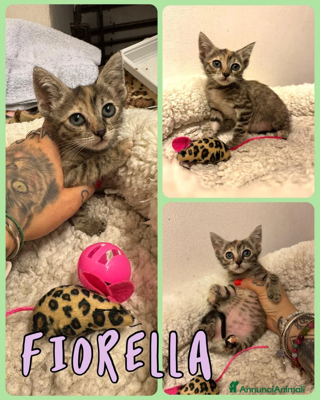 Europeo gatti in regalo: Gattini di 3 mesi a Provincia di Verona - Annuncio 2