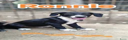 Meticcio cani in regalo: Ronnie❤️❤️❤️❤️ a Provincia di Brescia - Annuncio 1