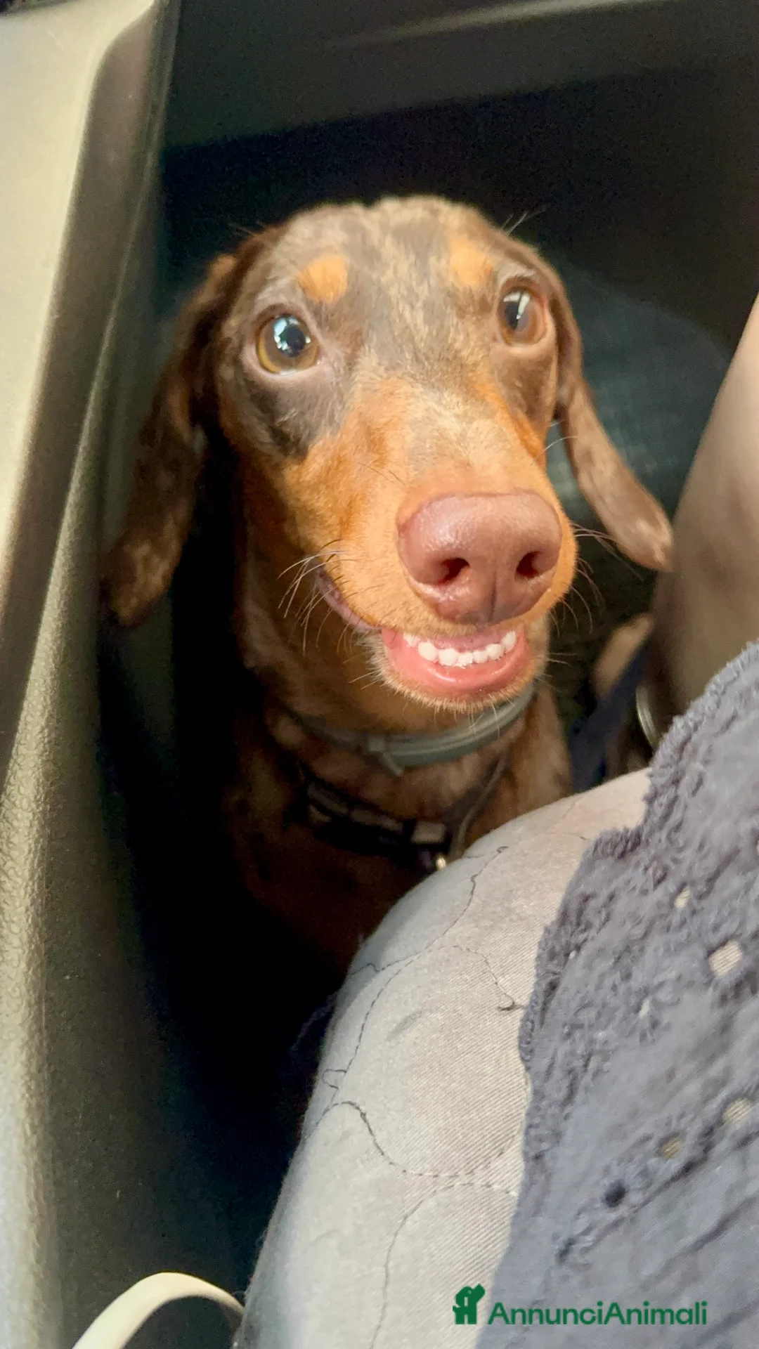 Bassotto cani per accoppiamento: Disponibile bassotto Arlecchino per monta - Annuncio 11