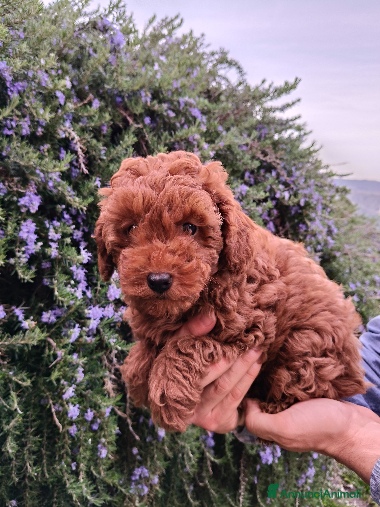 Barboncino cani Cuccioli Maschi di Barboncino - Annuncio 1